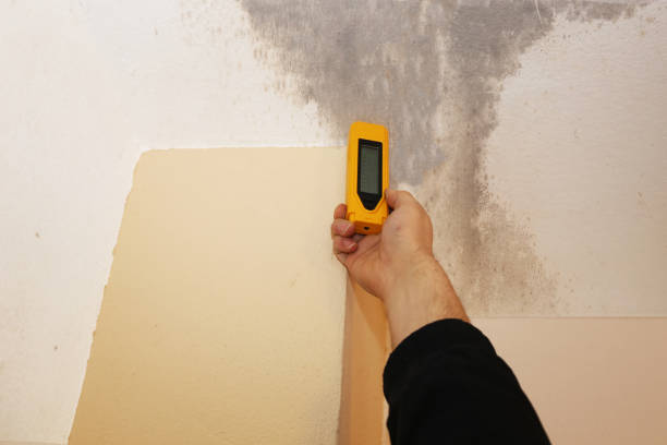 Best Mold Damage Restoration  in Parker, TX