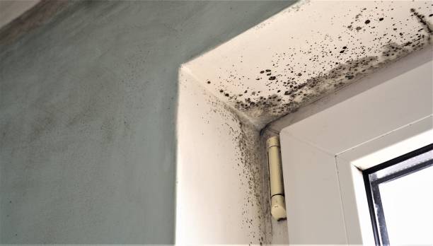 Best Commercial Mold Inspection  in Parker, TX