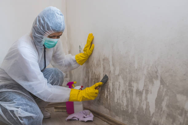 Trusted Parker, TX Mold Removal Experts