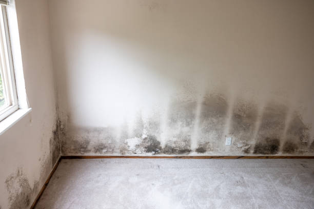 Best Biohazard Mold Removal  in Parker, TX