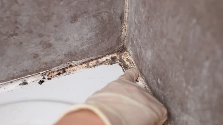 Best Industrial Mold Remediation  in Parker, TX